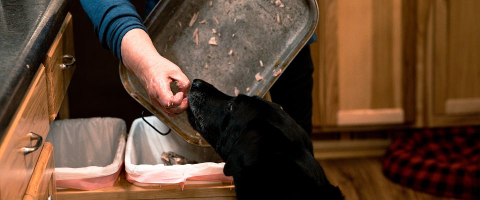 Can dogs clearance have turkey bones